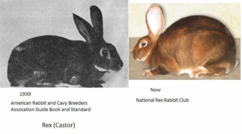 14333207_1092365870840865_2096316425136469857_n - Evolutia unor rase si varietati iepuri in timp