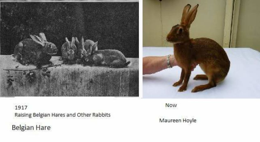 14333187_1092365274174258_4248520742040623441_n - Evolutia unor rase si varietati iepuri in timp