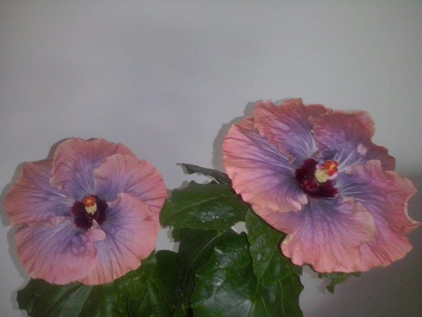 14409269_1526074867418075_56351671_n