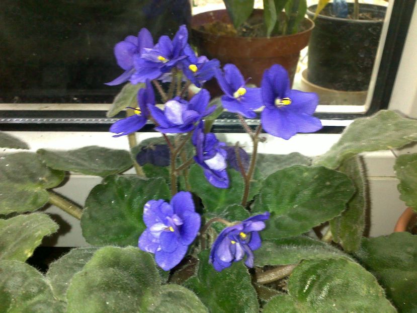  - alte flori -violete