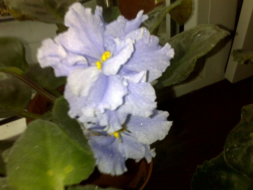  - alte flori -violete