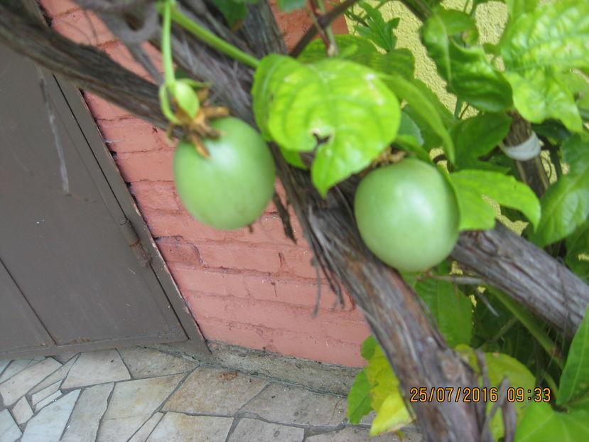 Picture 6833 - Passiflora eludis- Maracuya