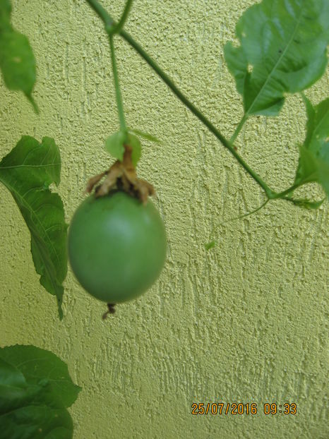 Picture 6834 - Passiflora eludis- Maracuya