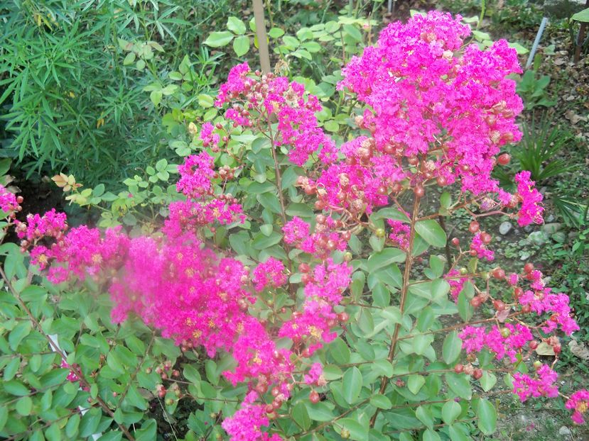  - a Lagerstroemia indica-liliac indian