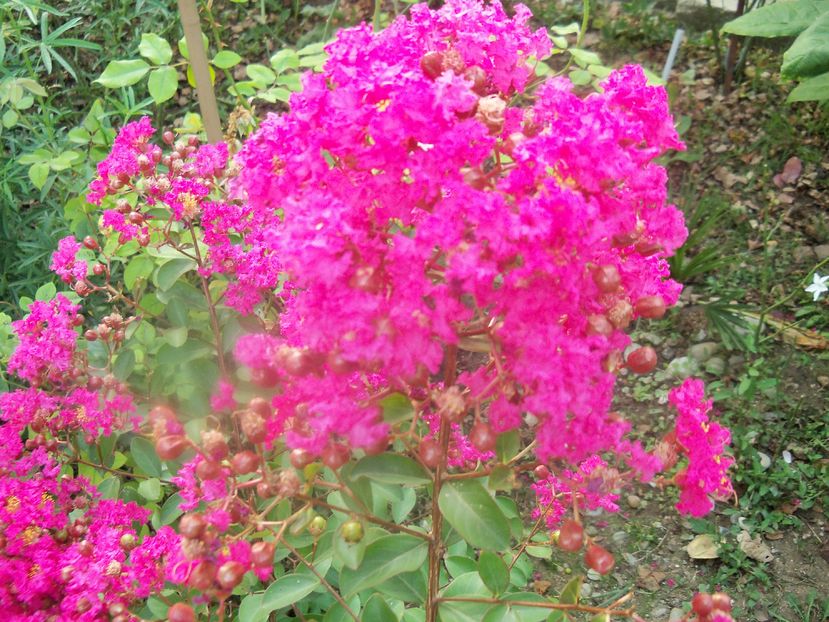  - a Lagerstroemia indica-liliac indian