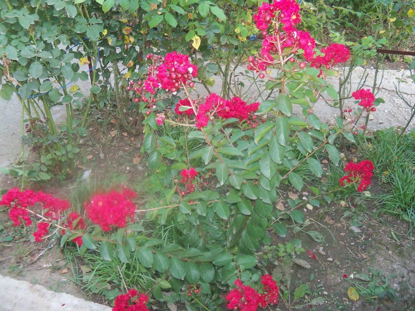  - a Lagerstroemia indica-liliac indian