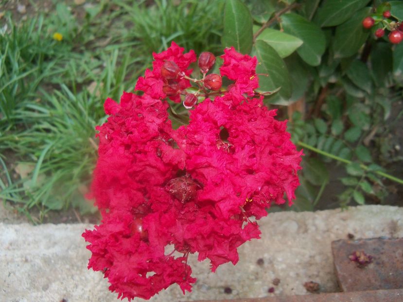  - a Lagerstroemia indica-liliac indian