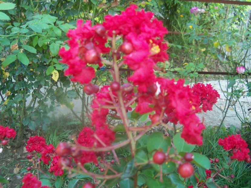  - a Lagerstroemia indica-liliac indian