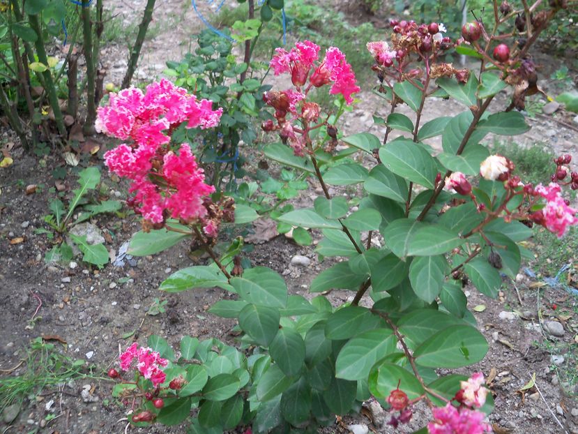  - a Lagerstroemia indica-liliac indian