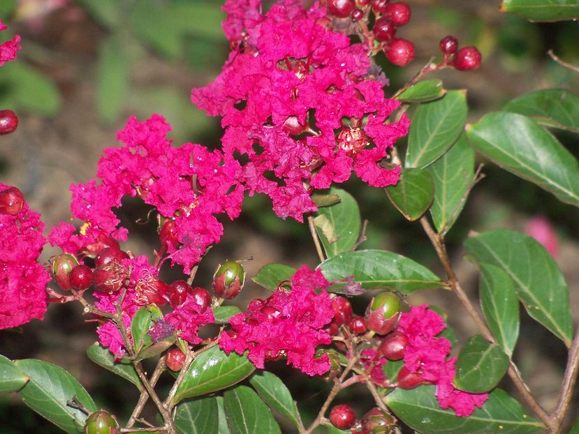  - a Lagerstroemia indica-liliac indian