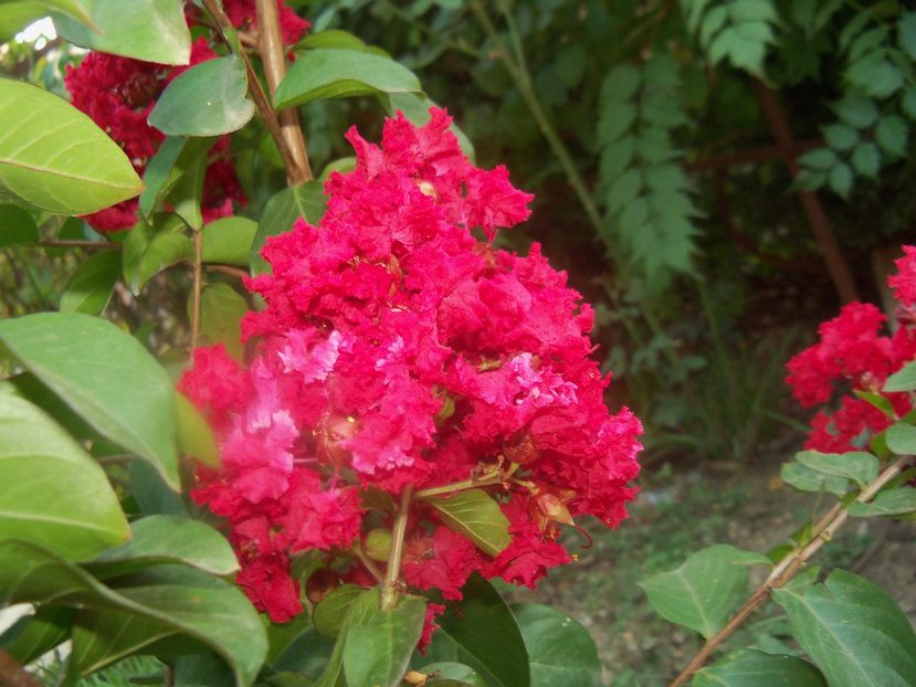  - a Lagerstroemia indica-liliac indian