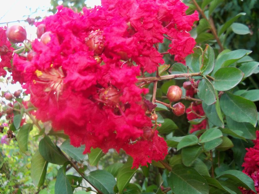  - a Lagerstroemia indica-liliac indian