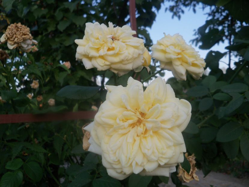 urcator necunoscut