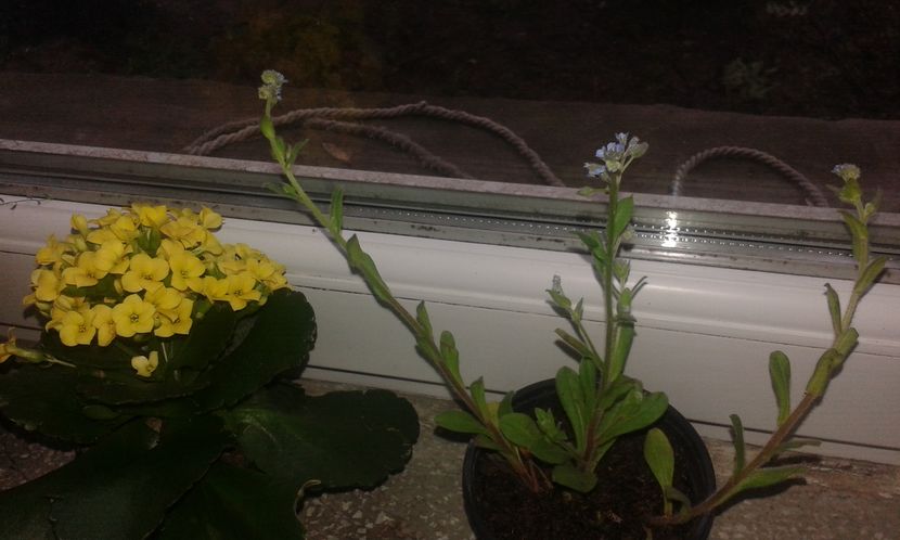 Kalanchoe blossfeldiana & Myosotis arvensis 04.05.2016 - Kalanchoe