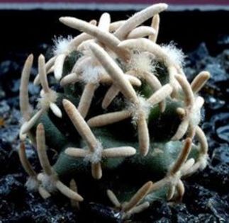 Pediocactus peeblesianus ''navajo cactus''