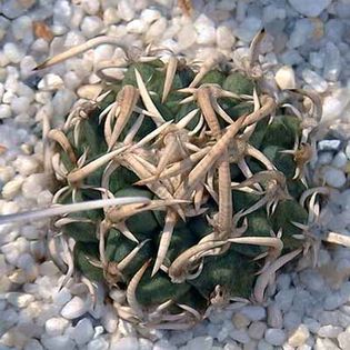 Pediocactus peeblesianus v. maius
