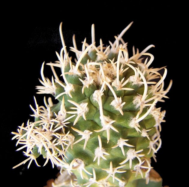 Pediocactus peeblesianus v. fickeisenii
