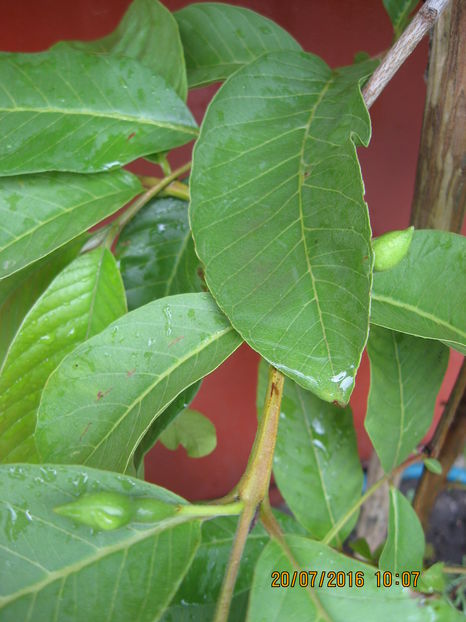 au aparut primii boboci de floare...