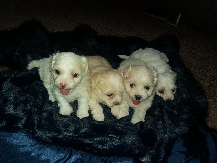 14389769_533181420198337_664240001_n