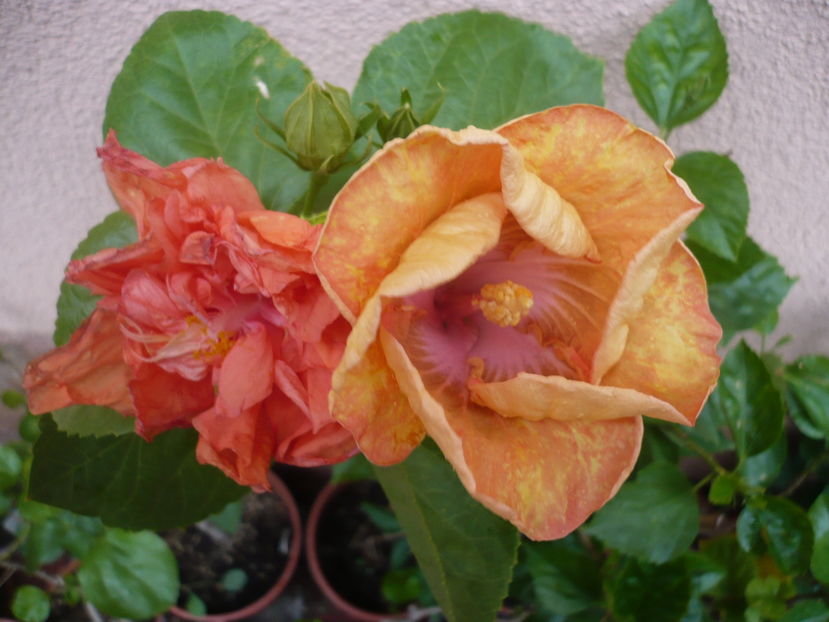 P1300056