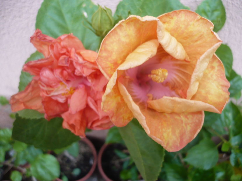 P1300057