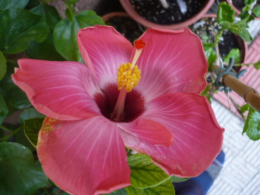 P1300058