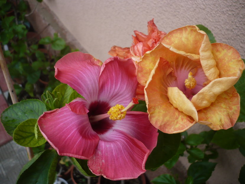 P1300059