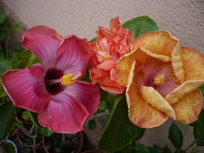P1300060