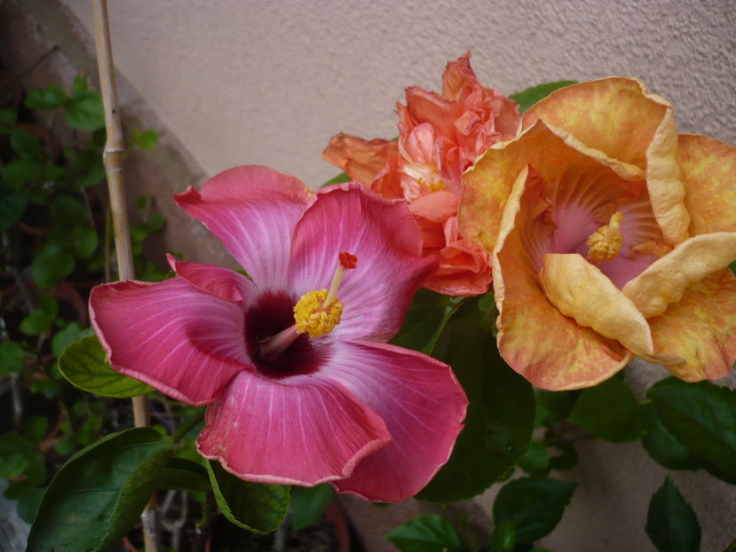 P1300062