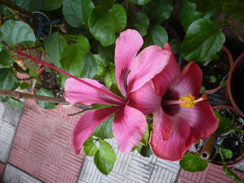 P1300064