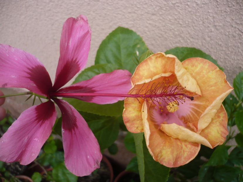 P1300068