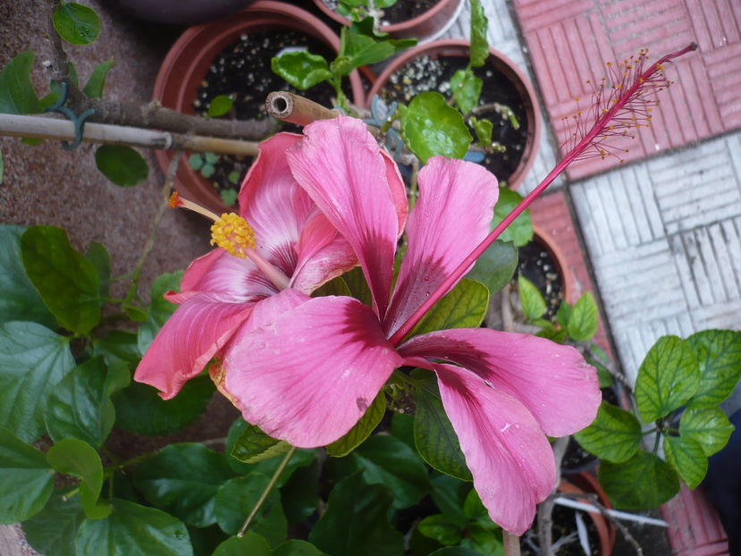 P1300070