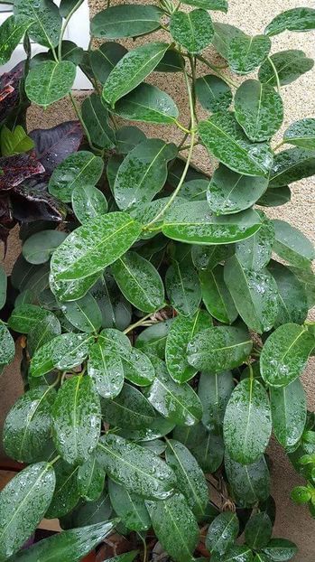 received_1586386334996488