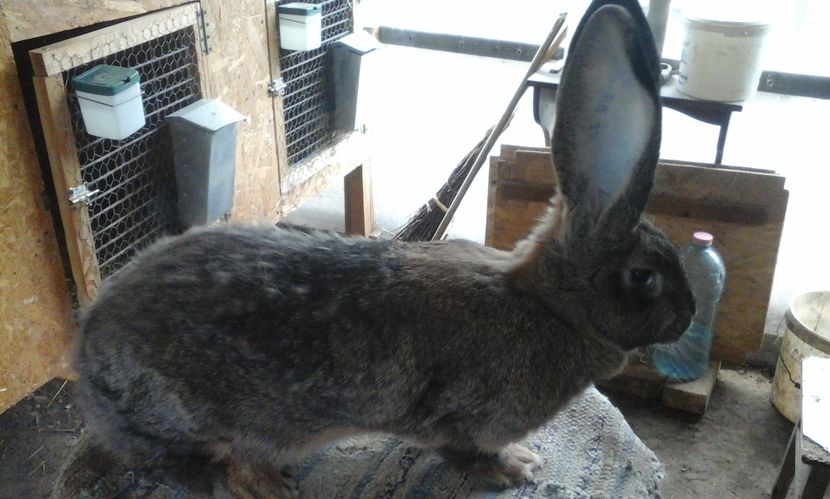 8 luni si 8 zile (1)