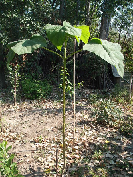 paulownia