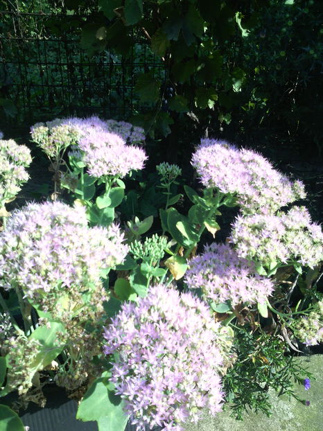  - 01-Flori din curtea mea 2016