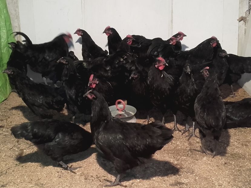  - pui australorp 2016
