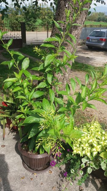 ; Datorit%u0103 Monic%u0103i stiu ca este Cestrum este minunat!
