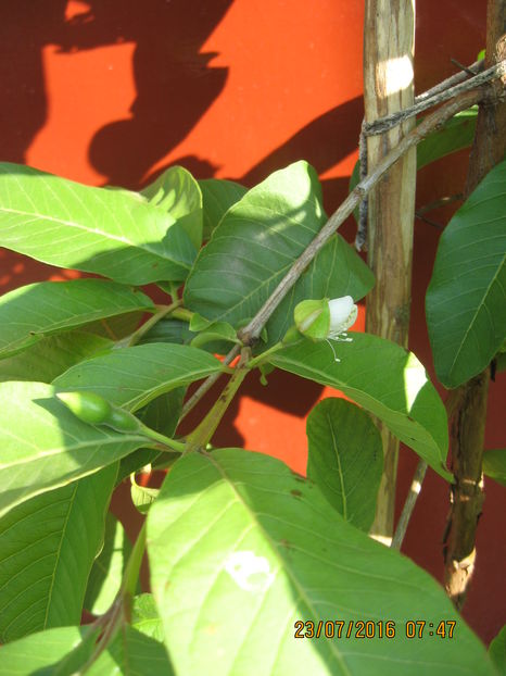 si incep sa apara florile.