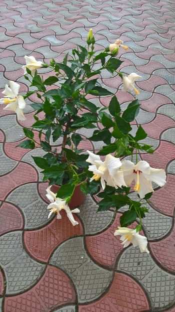  - Hibiscus Classic White