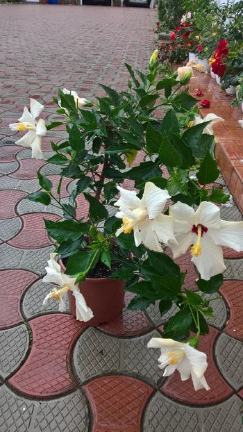  - Hibiscus Classic White