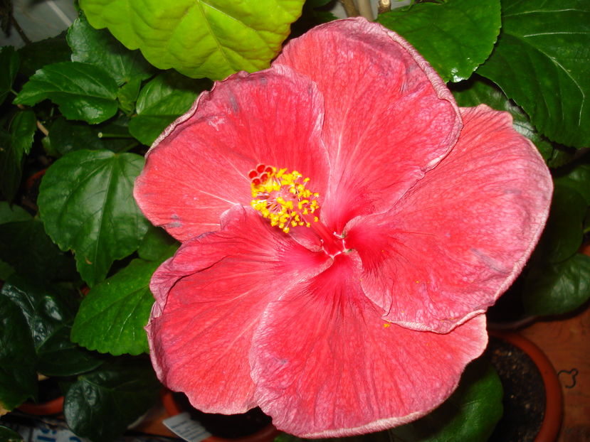 A doua zi - Hibiscus Howard Hine