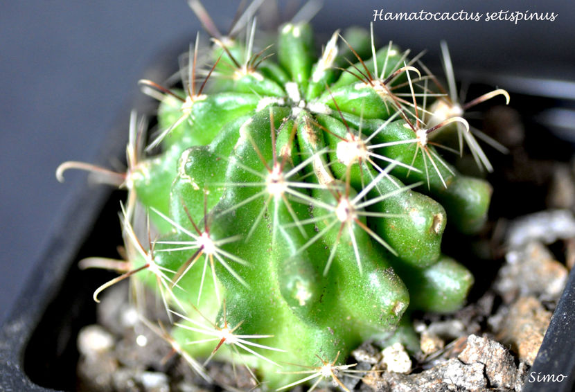 Hamatocactus setispinus (Thelocactus setispinus)
