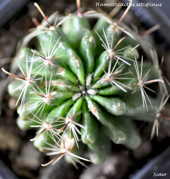 Hamatocactus setispinus (Thelocactus setispinus)