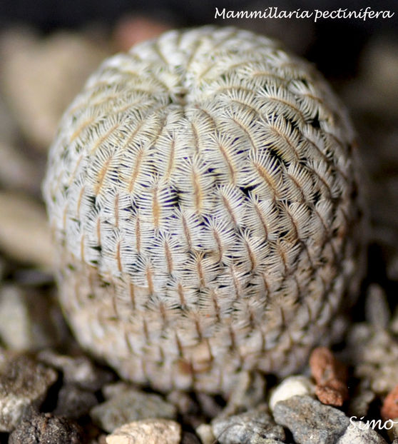 Mammillaria pectinifera