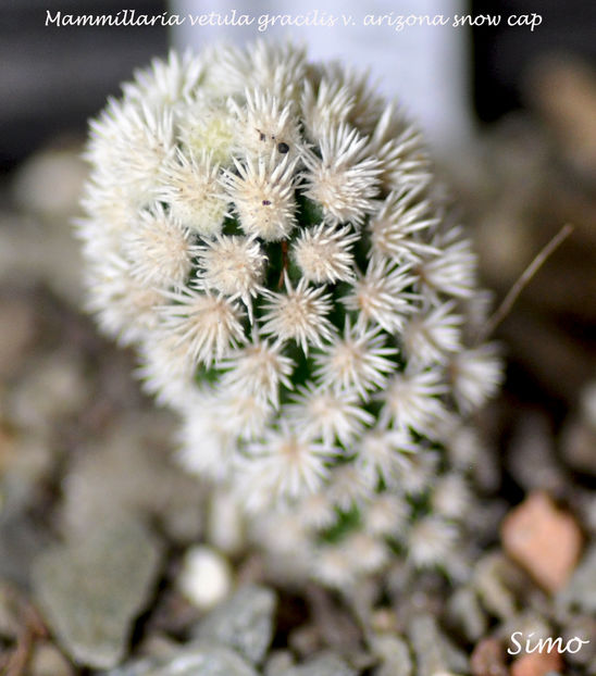 Mammillaria vetula  gracilis v Arizona Snowcap