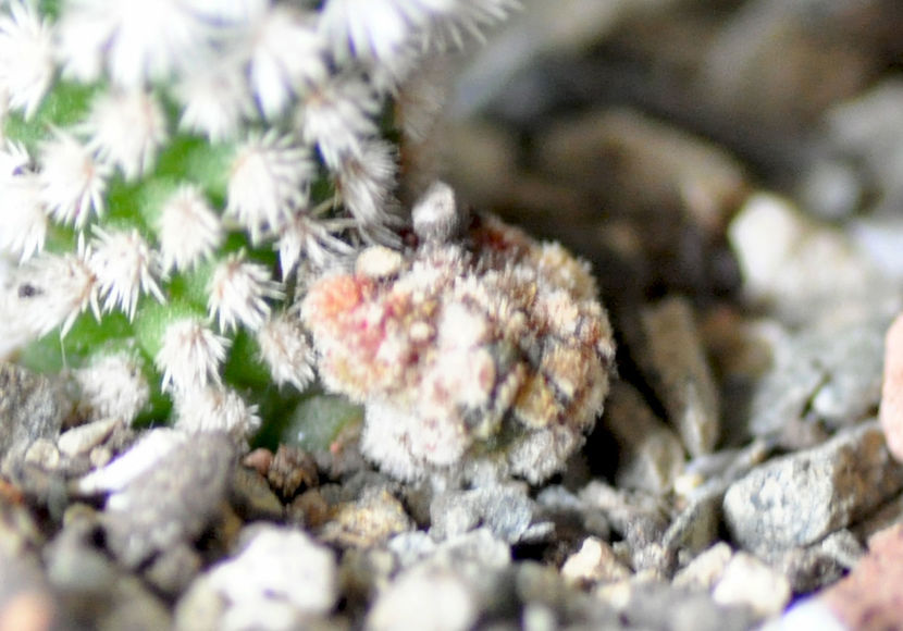 Mammillaria vetula  gracilis v Arizona Snowcap