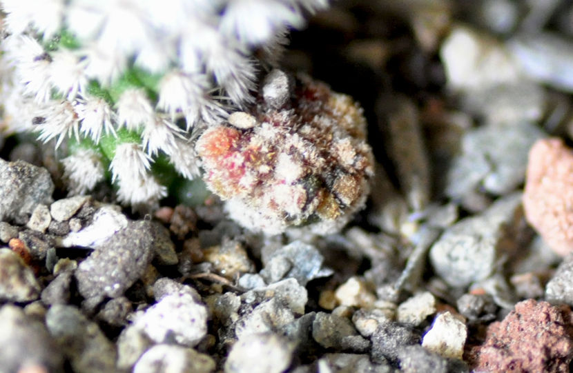 Mammillaria vetula  gracilis v Arizona Snowcap