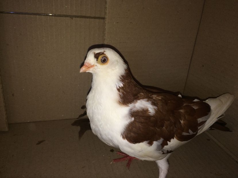 12140  femelă  2016