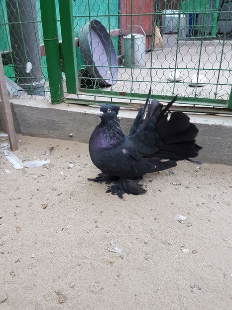 MASCUL2016. Dnu.Marius.Loc.PODARI.JUD.DOLJ. - 8___-PERSOANE CU CARE AM COLABORAT- VANZARI